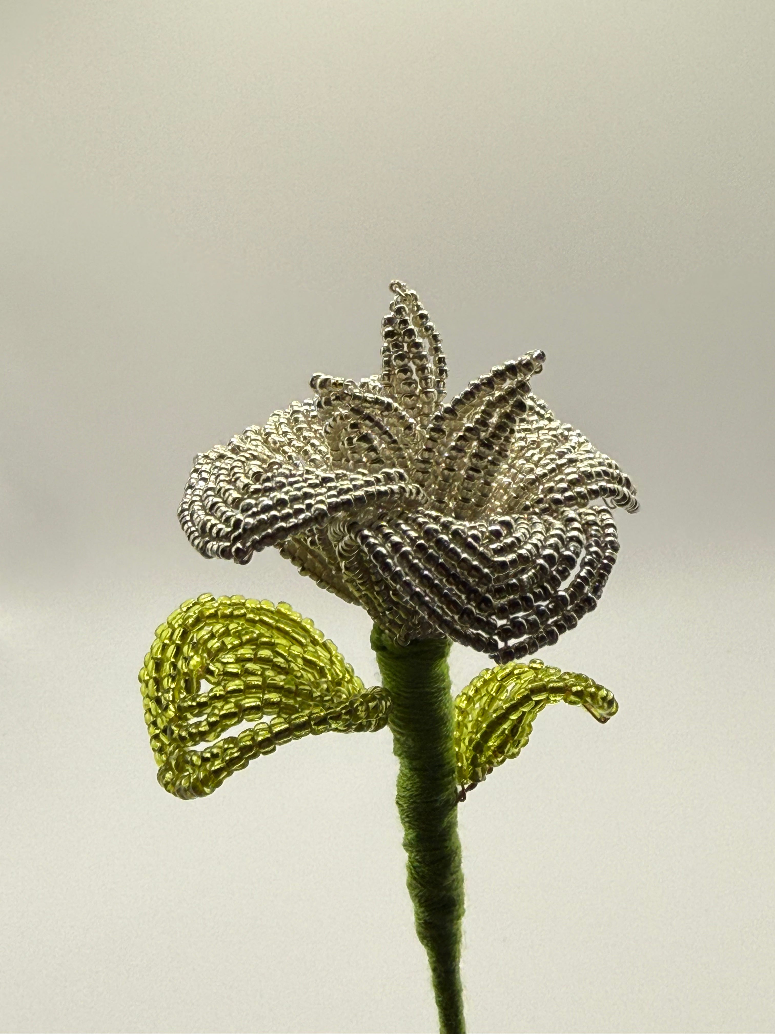 Rosa de plata