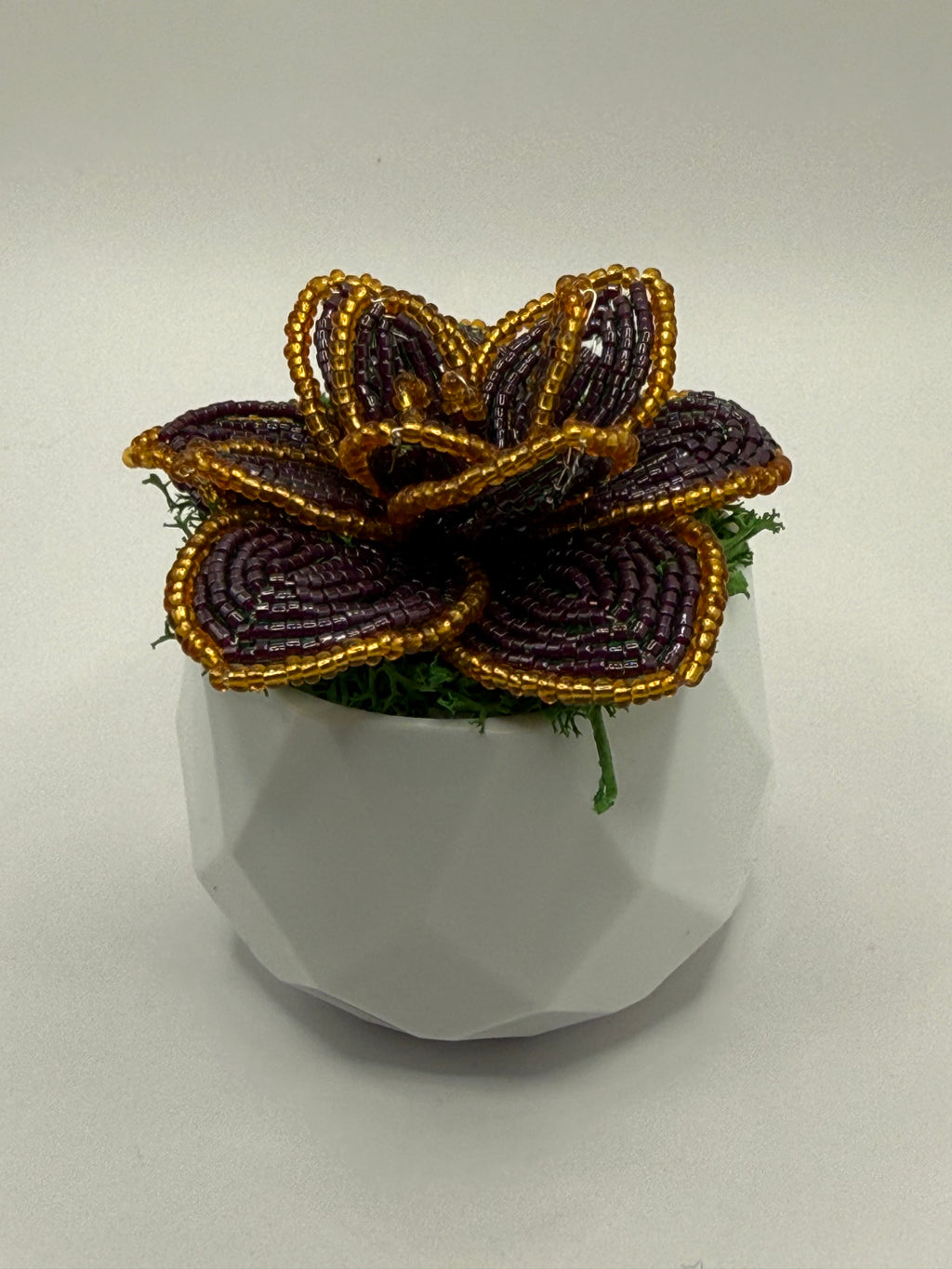 Suculenta Lila