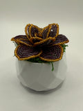 Suculenta Lila