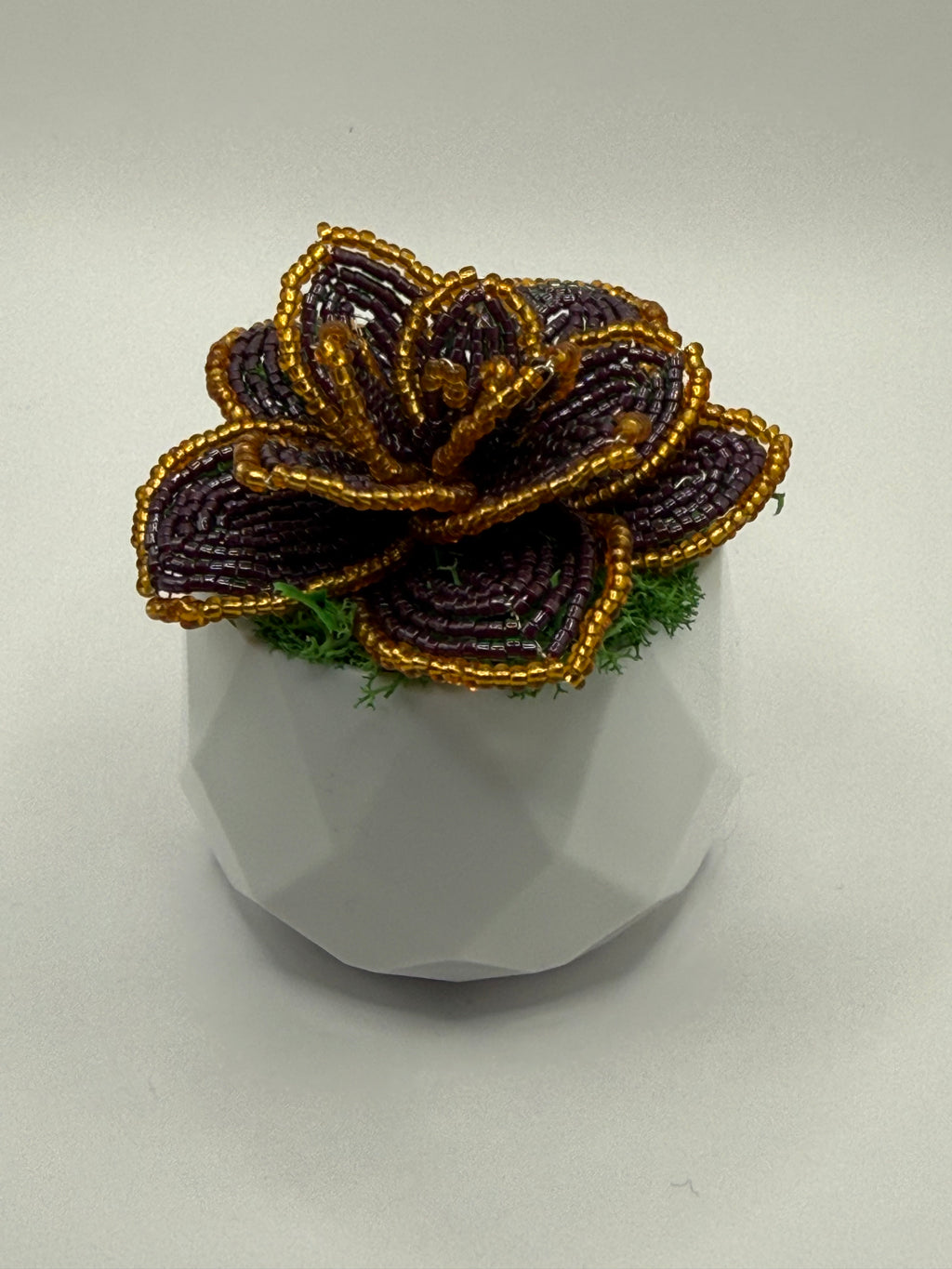 Suculenta Lila