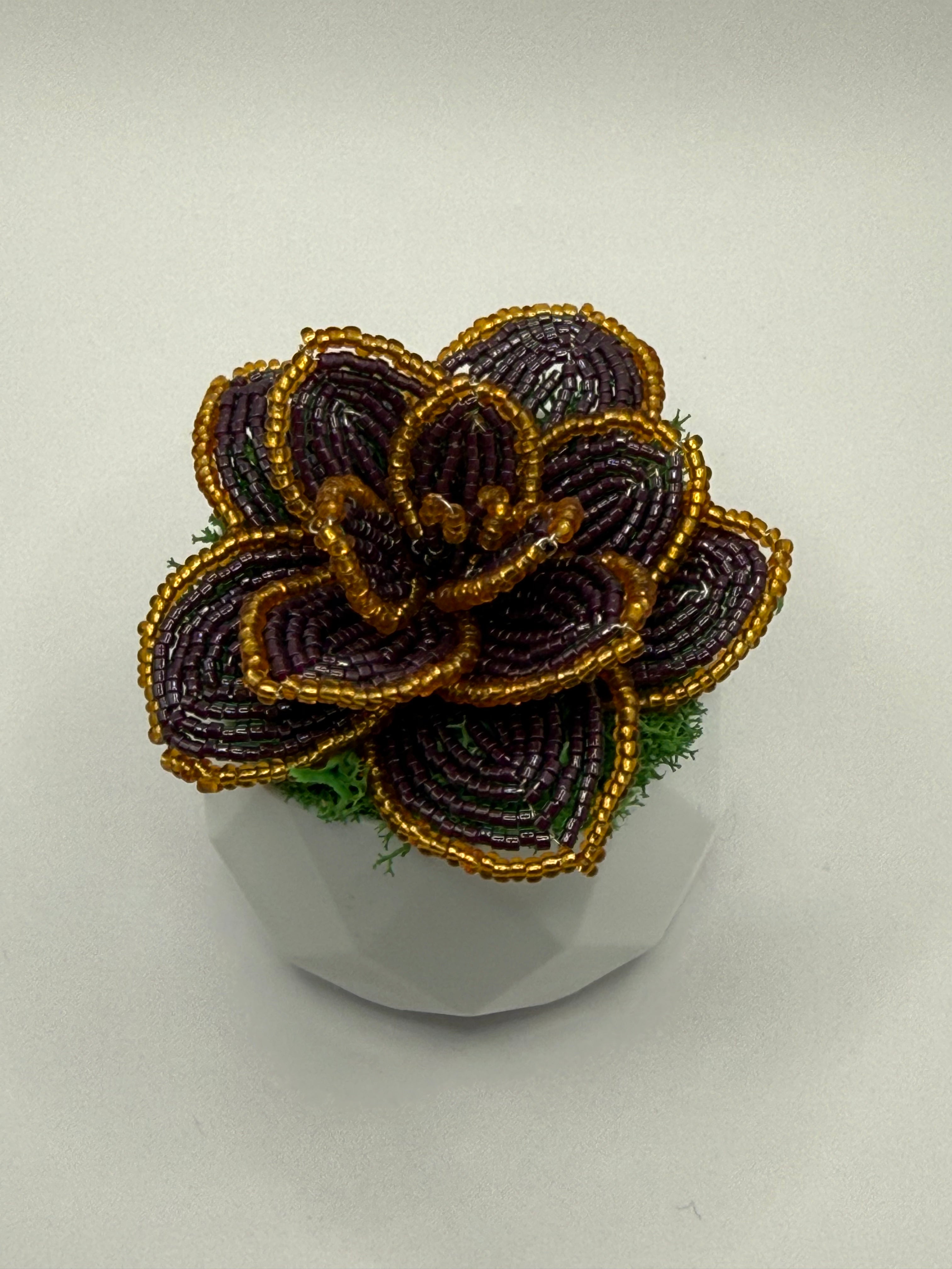 Suculenta Lila
