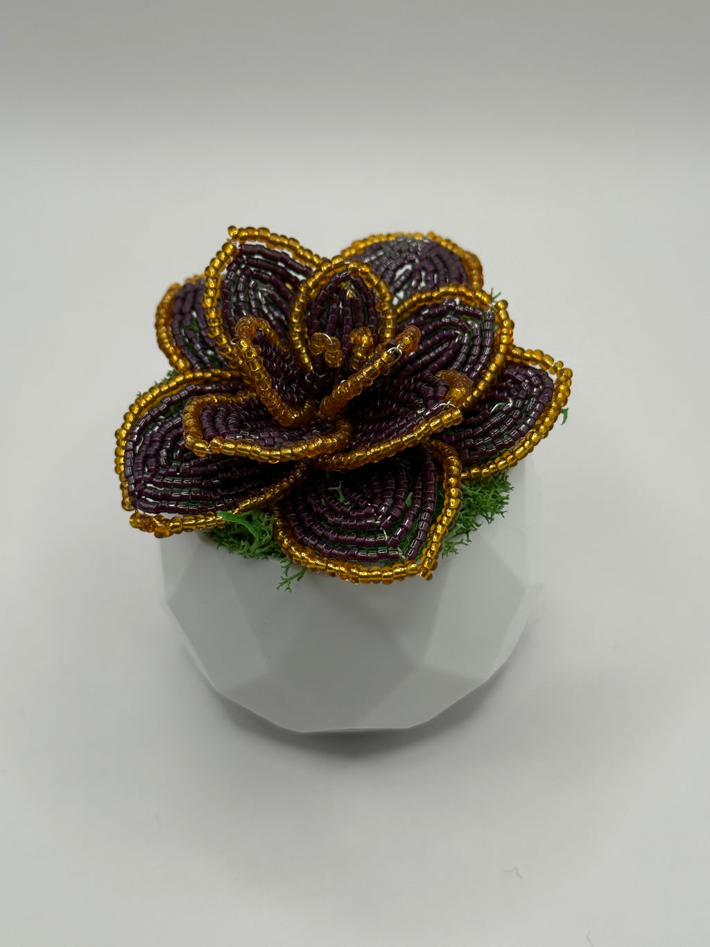Suculenta Lila