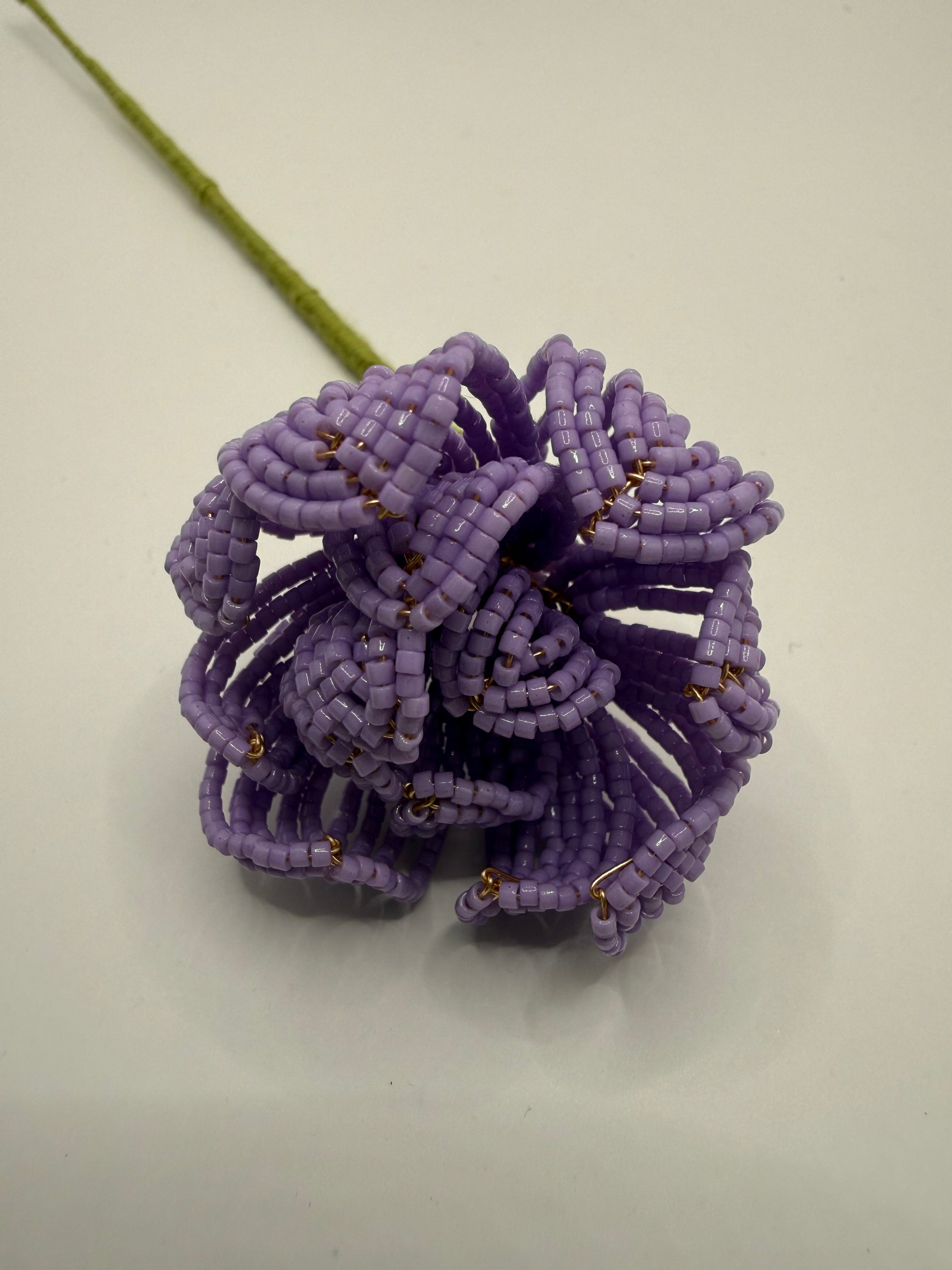Peonía Malva