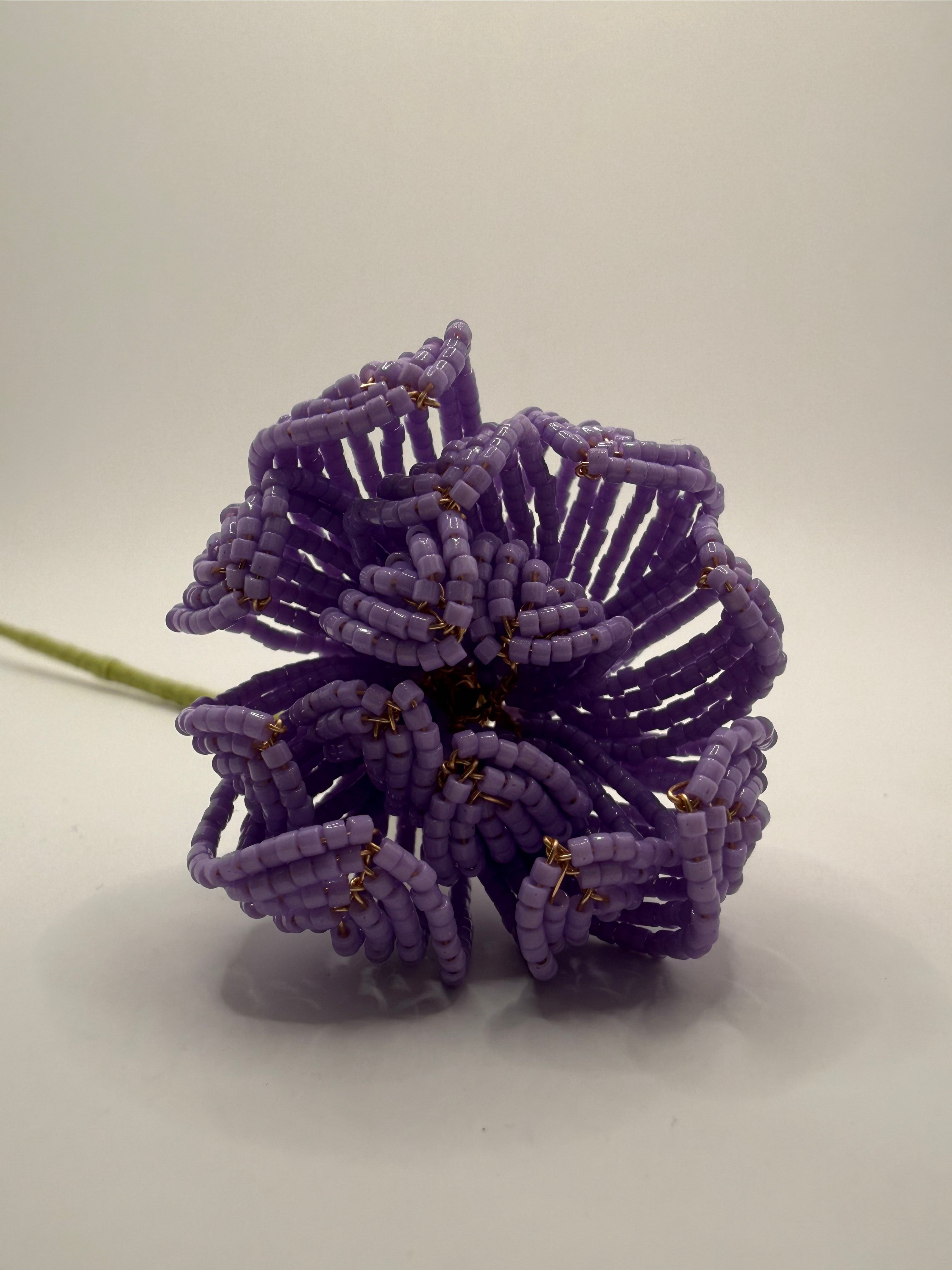 Peonía Malva