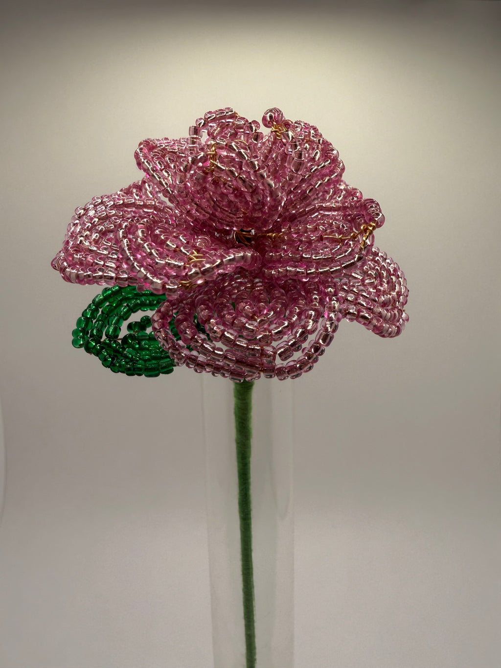 Rosa rosae