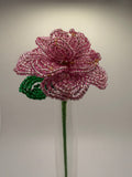 Rosa rosae