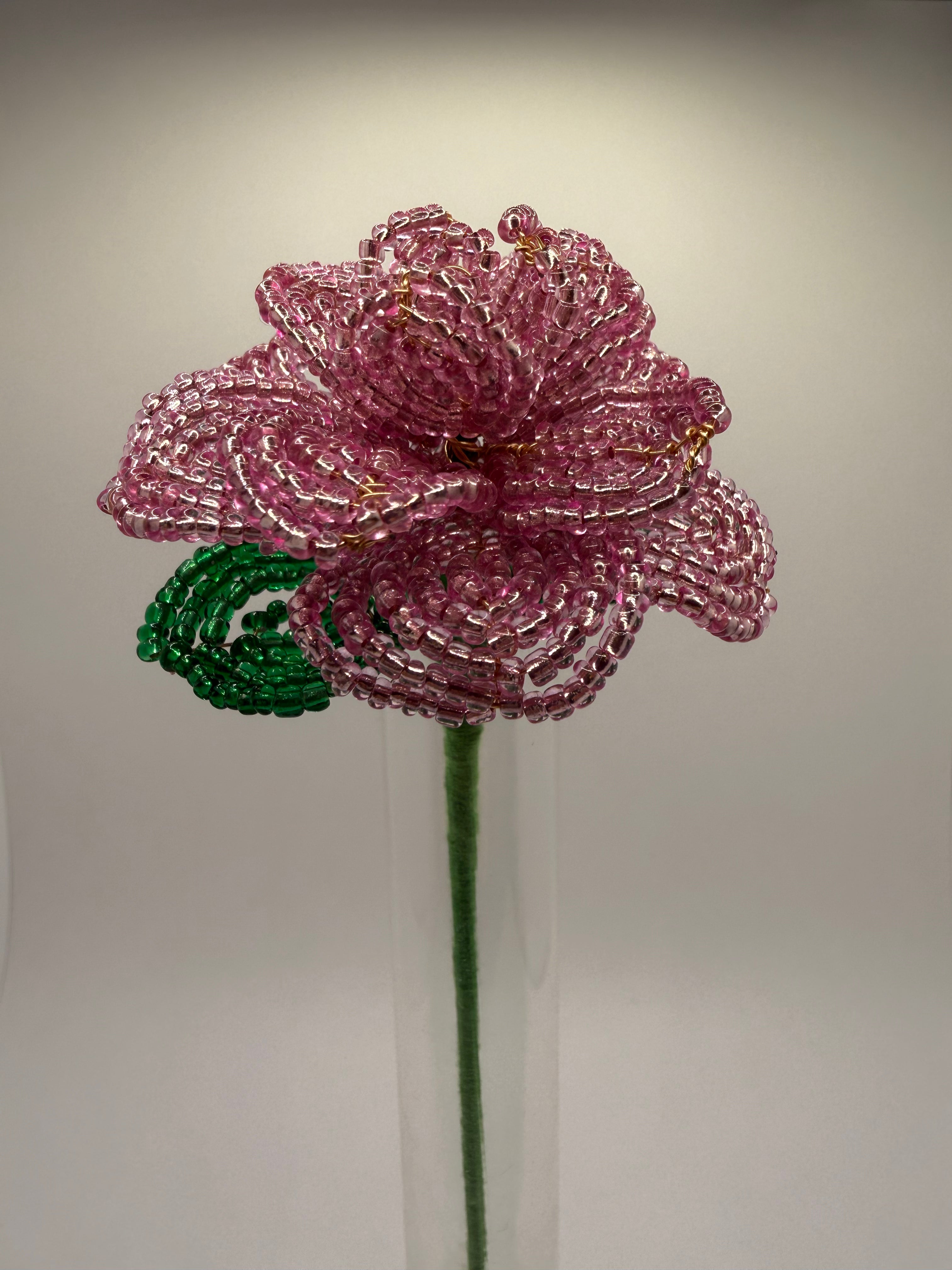 Rosa rosae