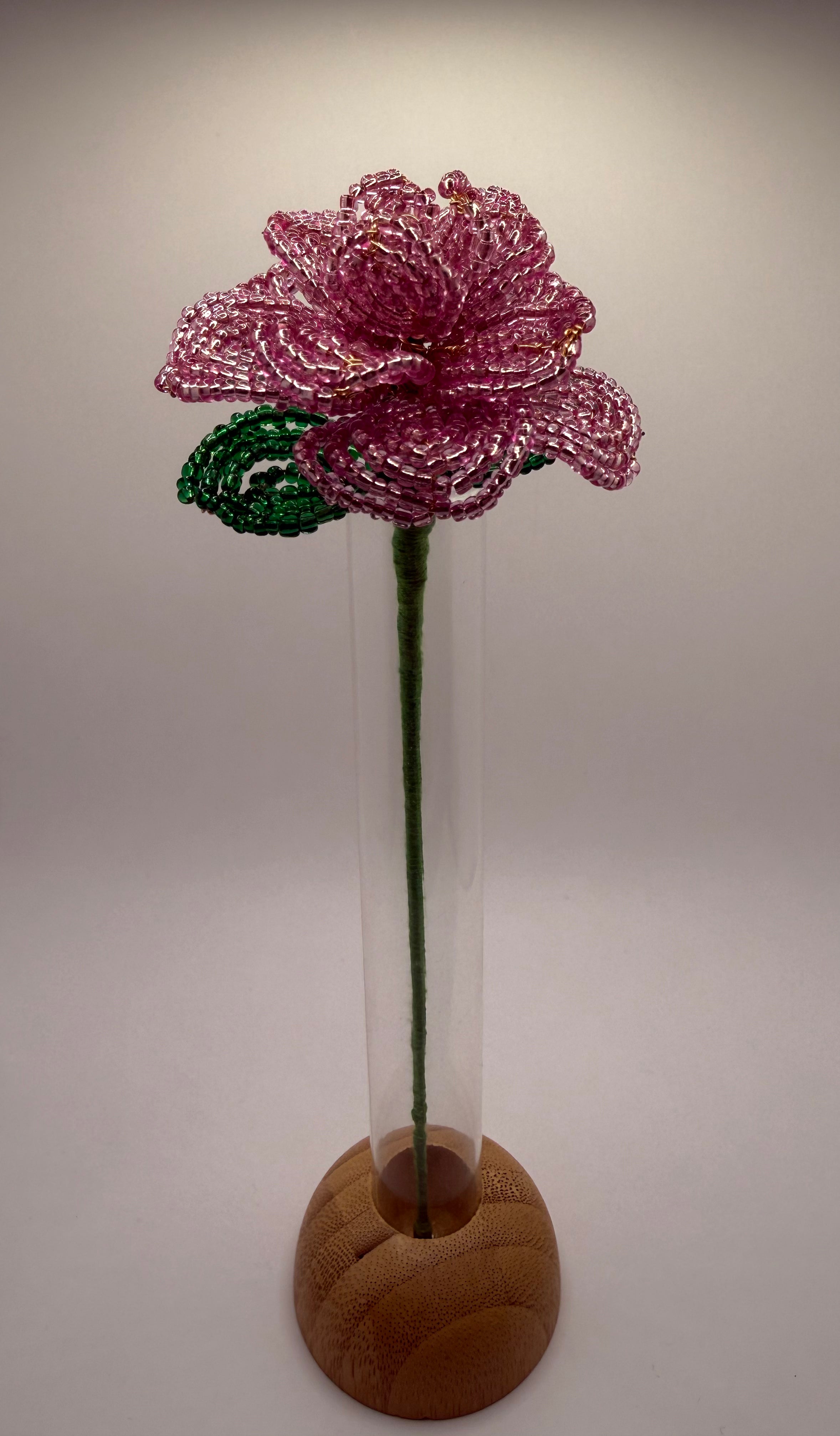 Rosa rosae