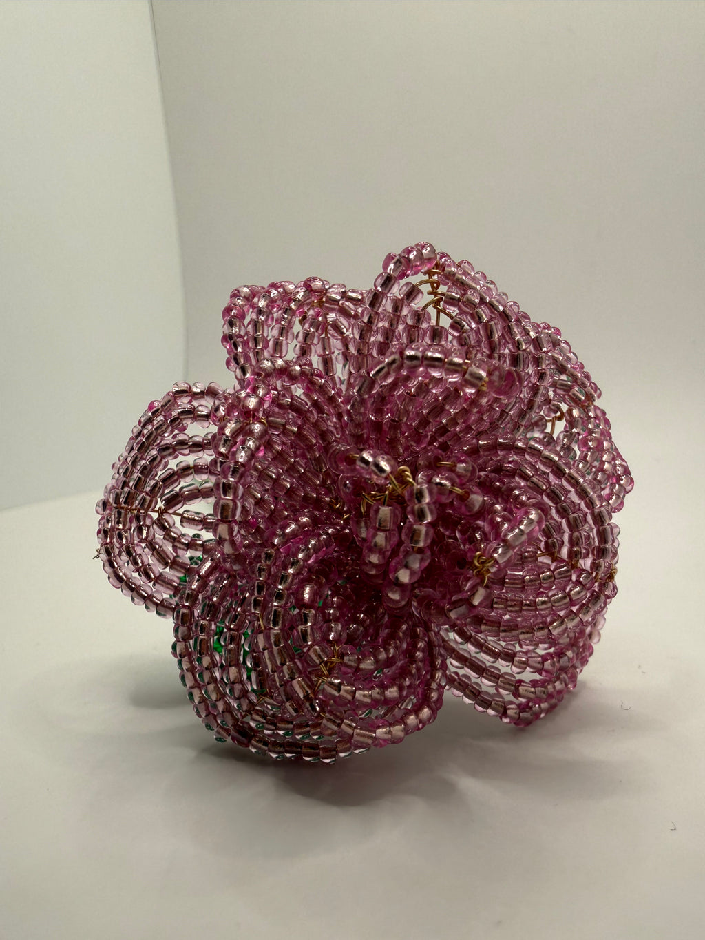 Rosa rosae