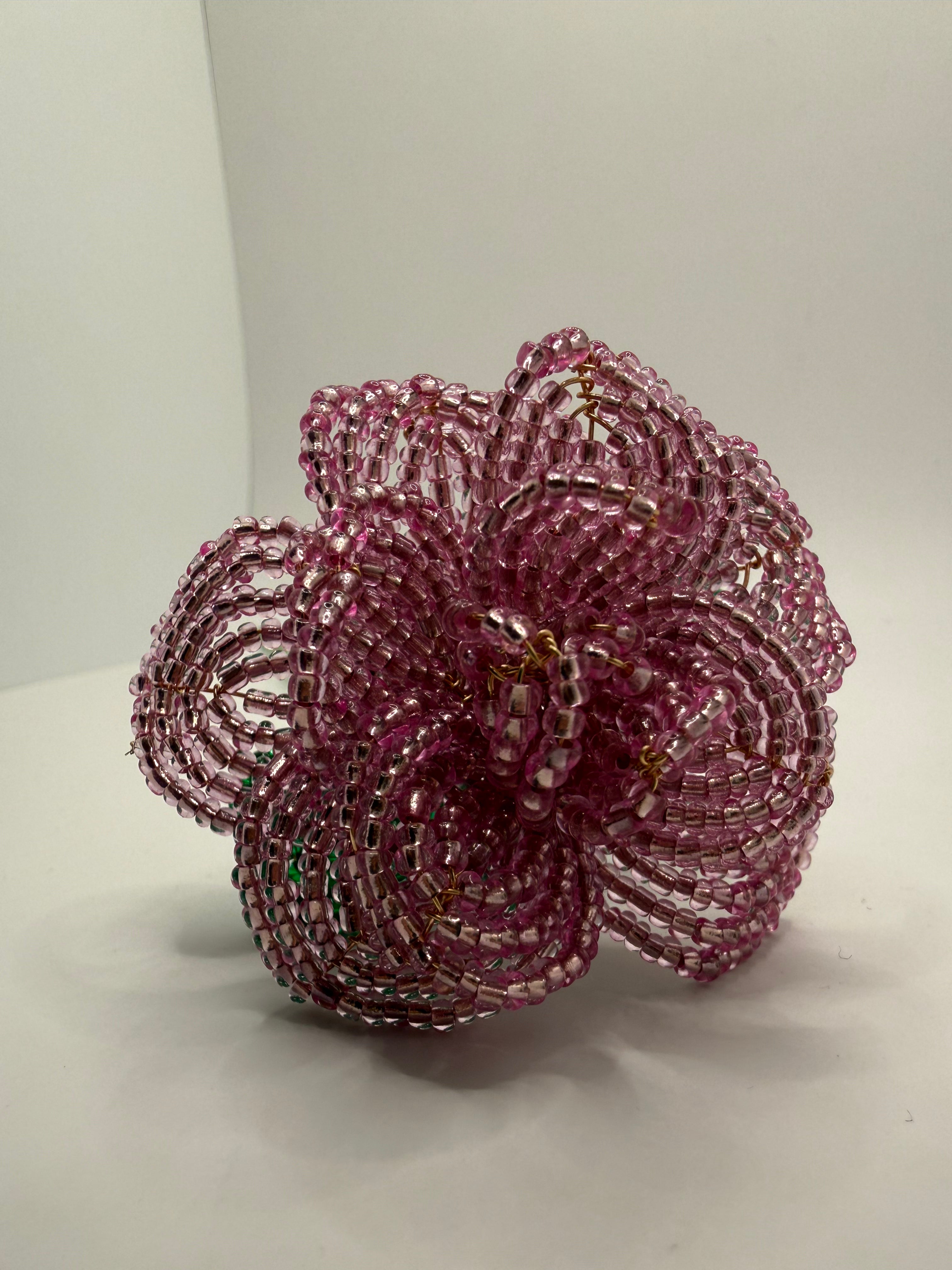 Rosa rosae