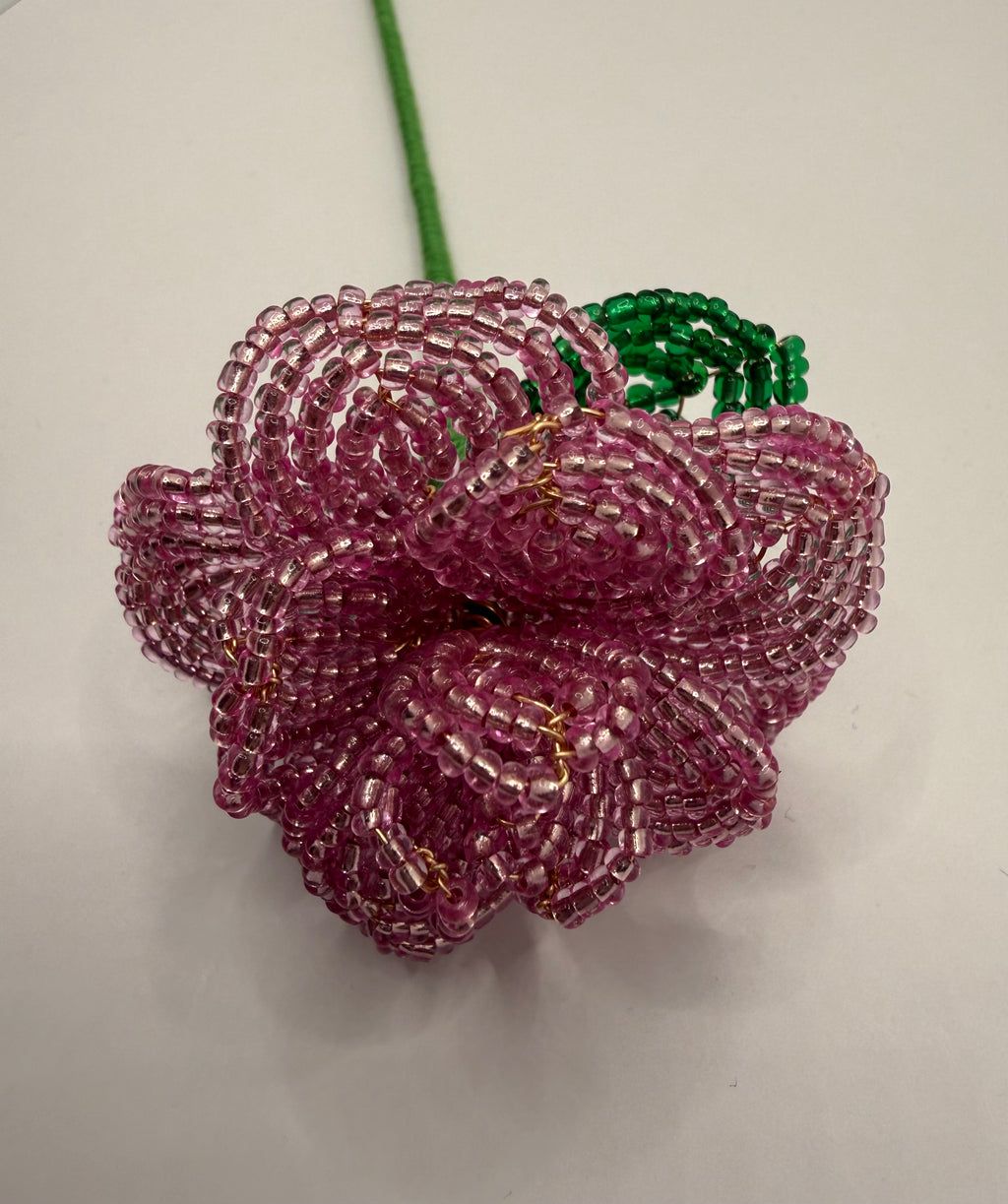 Rosa rosae