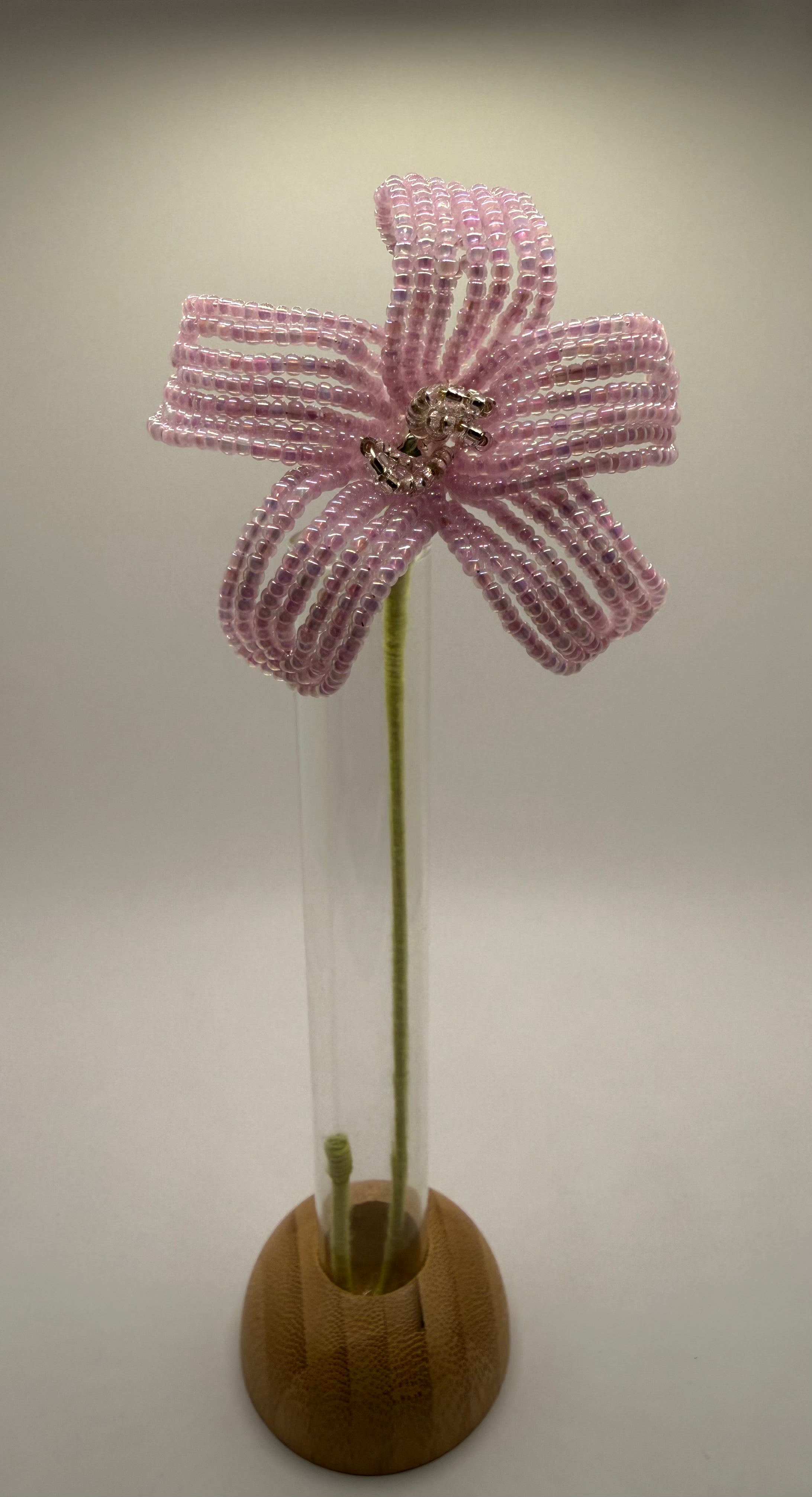 Estrella de primavera