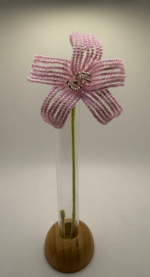 Estrella de primavera