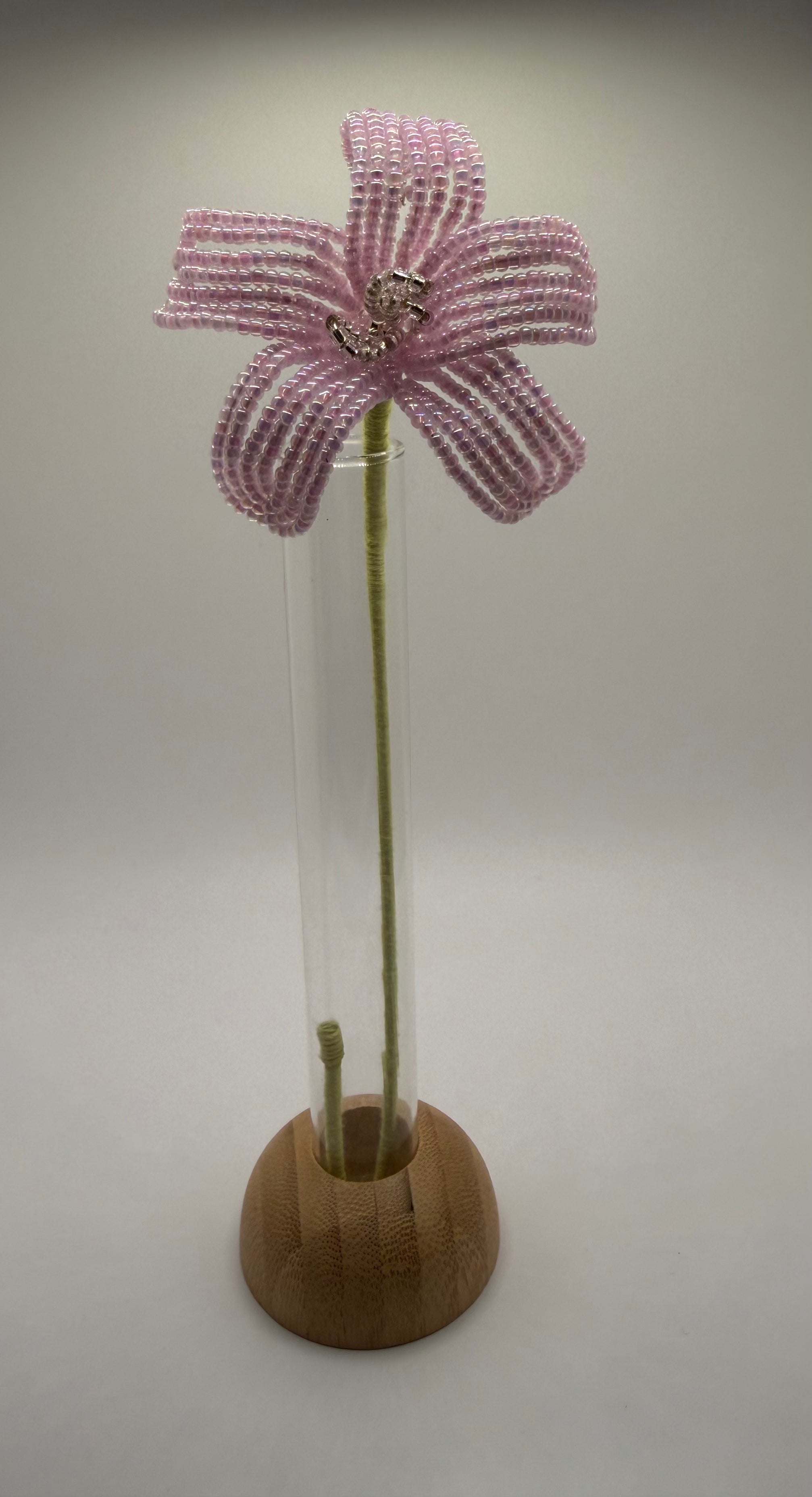 Estrella de primavera