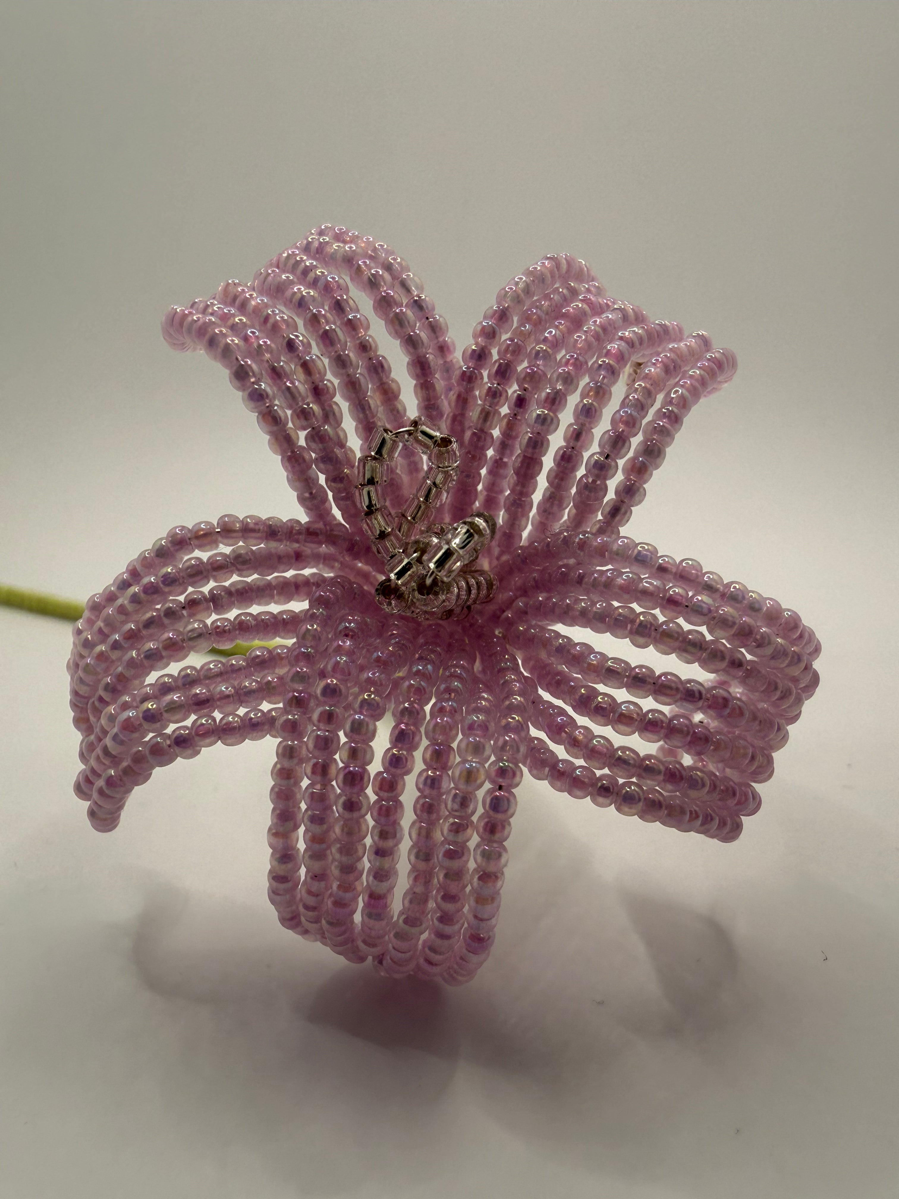 Estrella de primavera