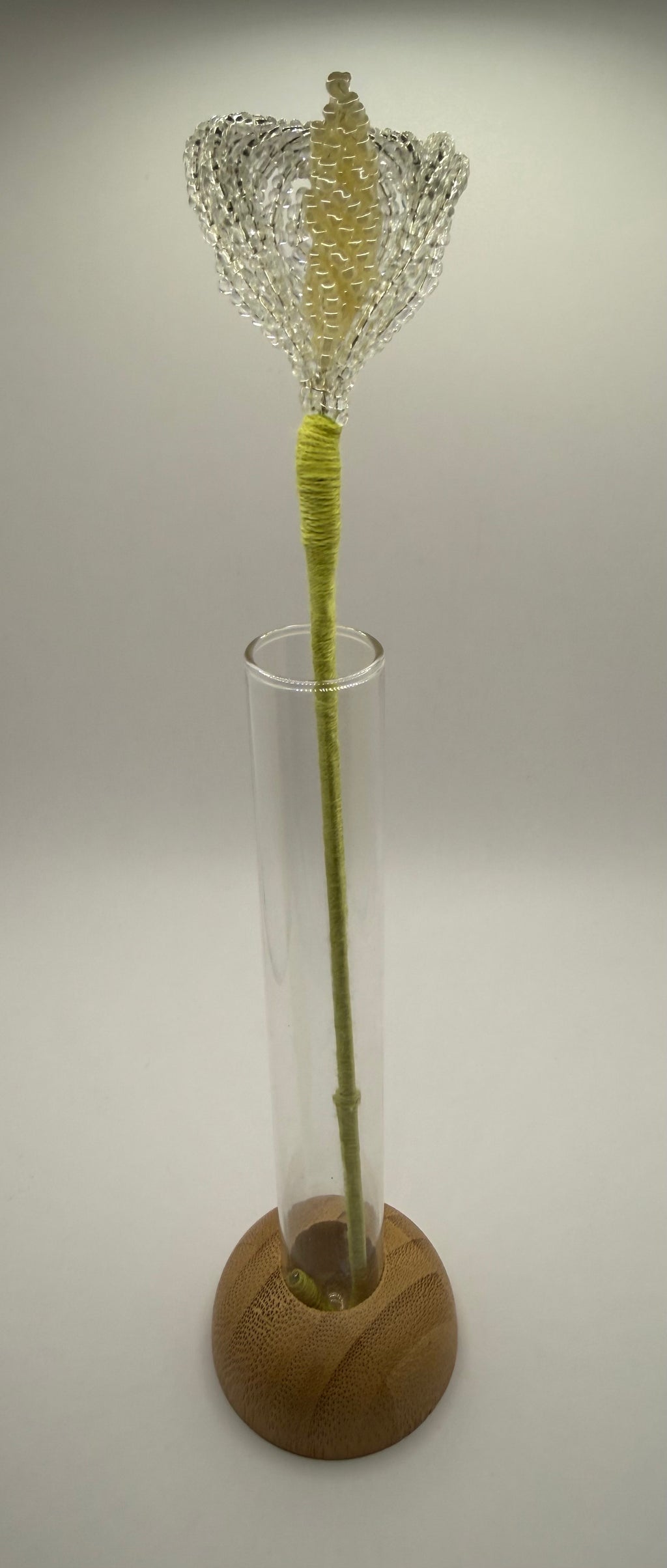 Lírio de agua o Calla trasparente