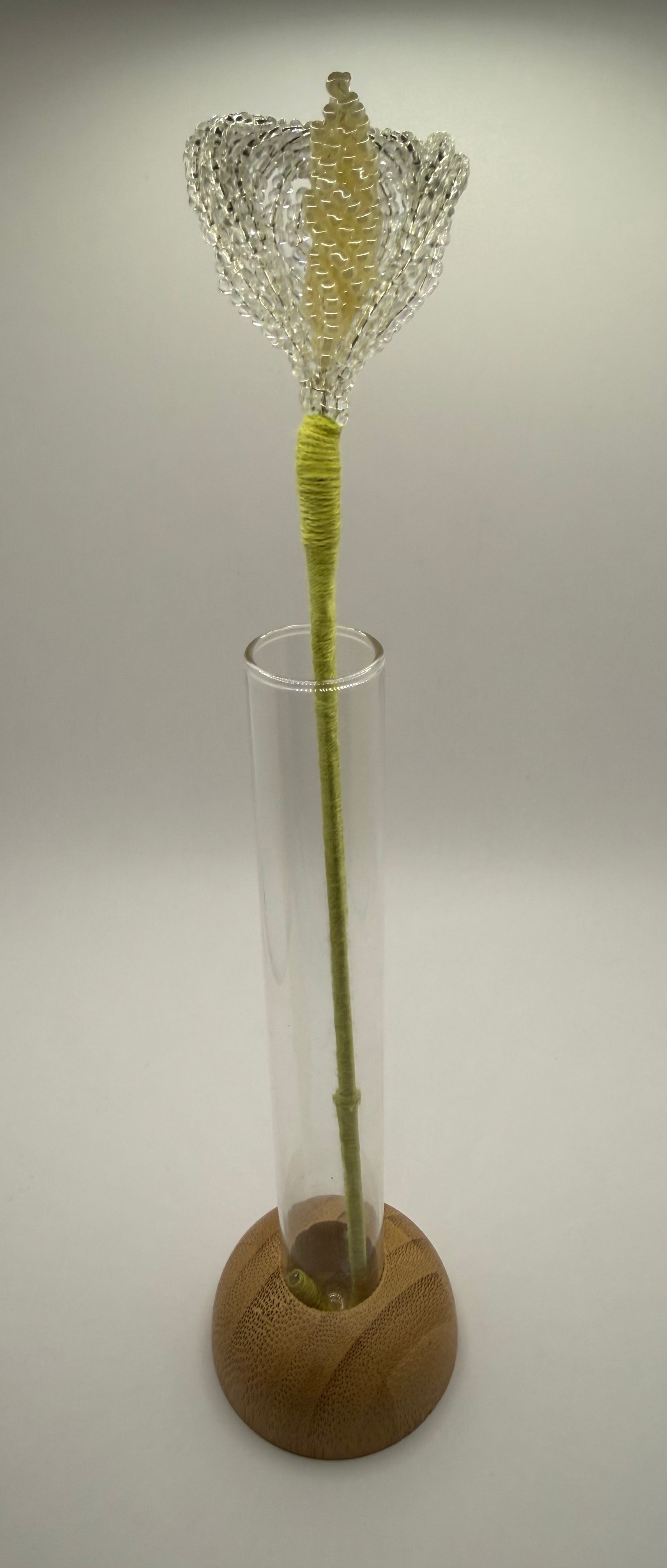 Lírio de agua o Calla trasparente