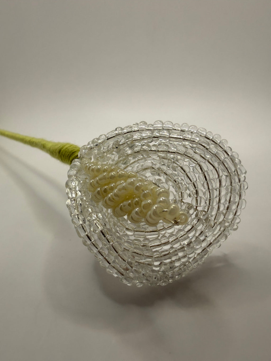 Lírio de agua o Calla trasparente