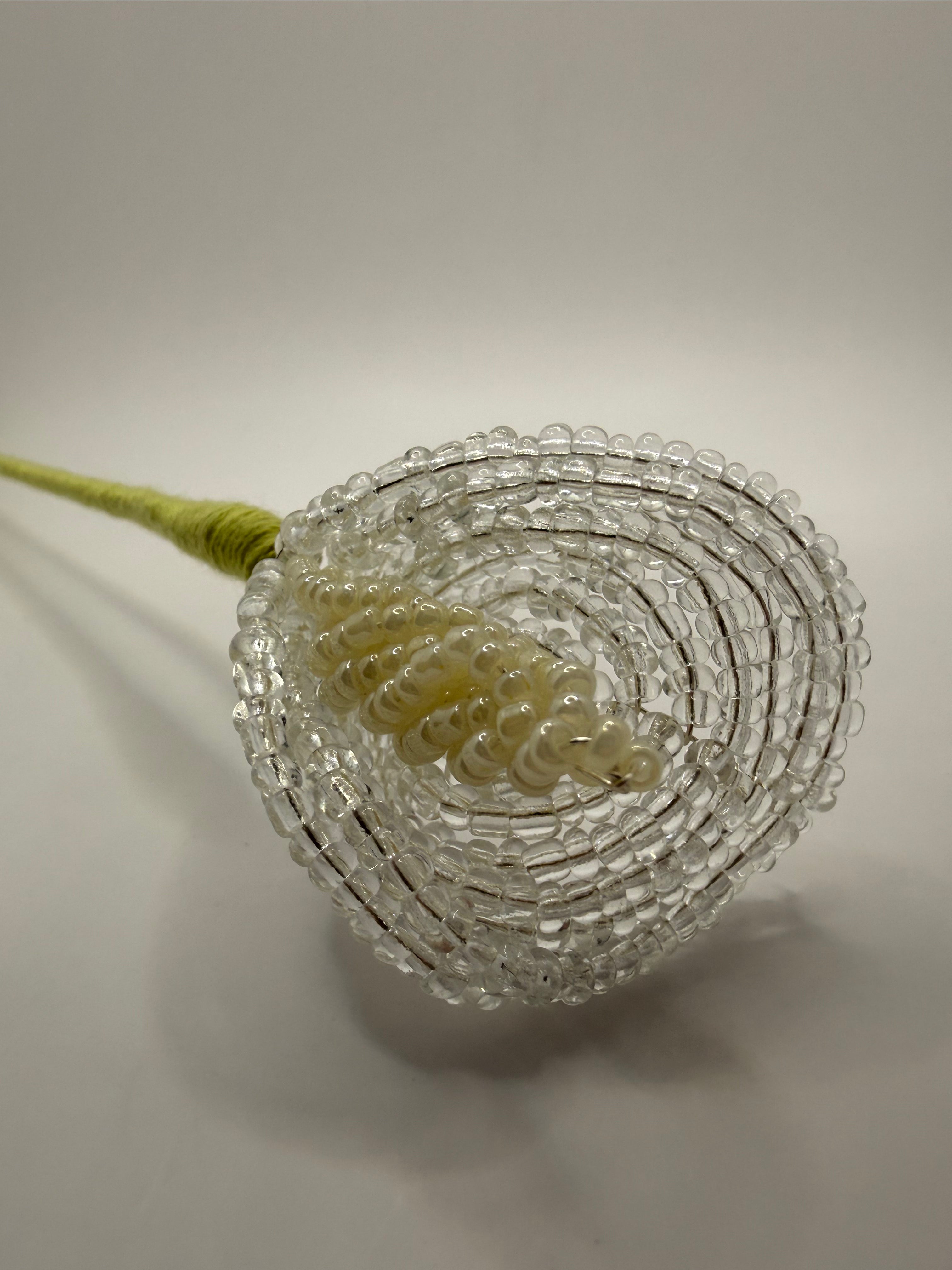 Lírio de agua o Calla trasparente