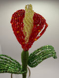 Lírio de agua o Calla Roja