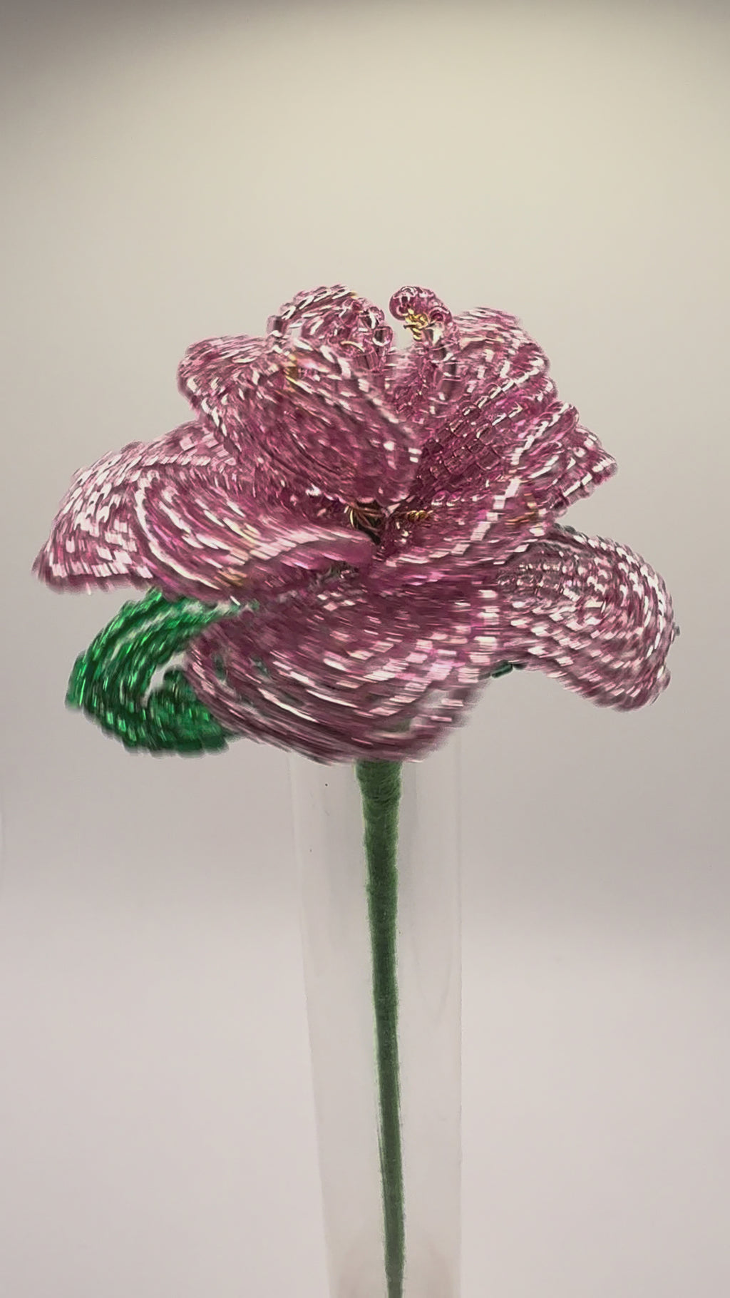 Rosa rosae