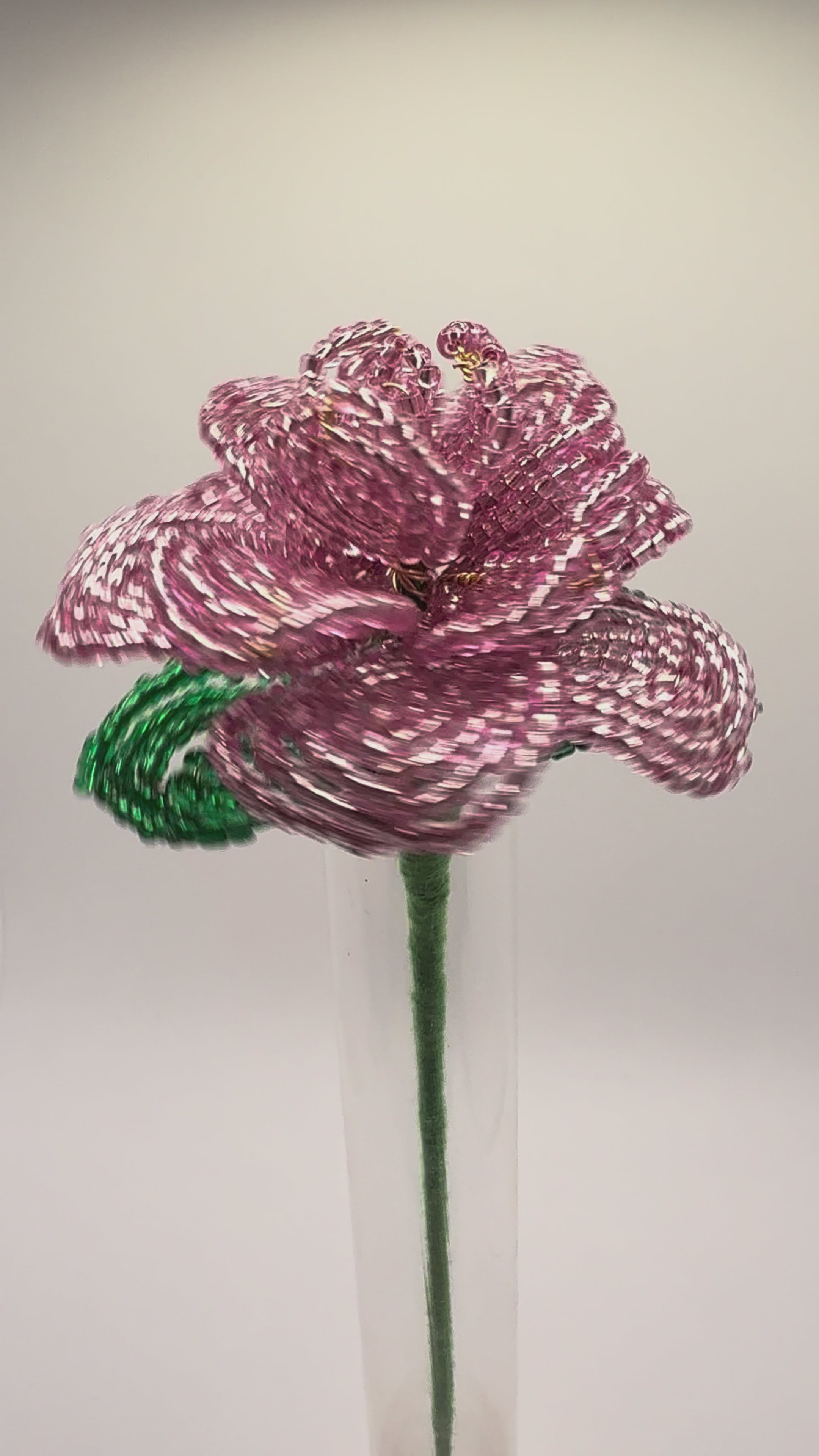 Rosa rosae