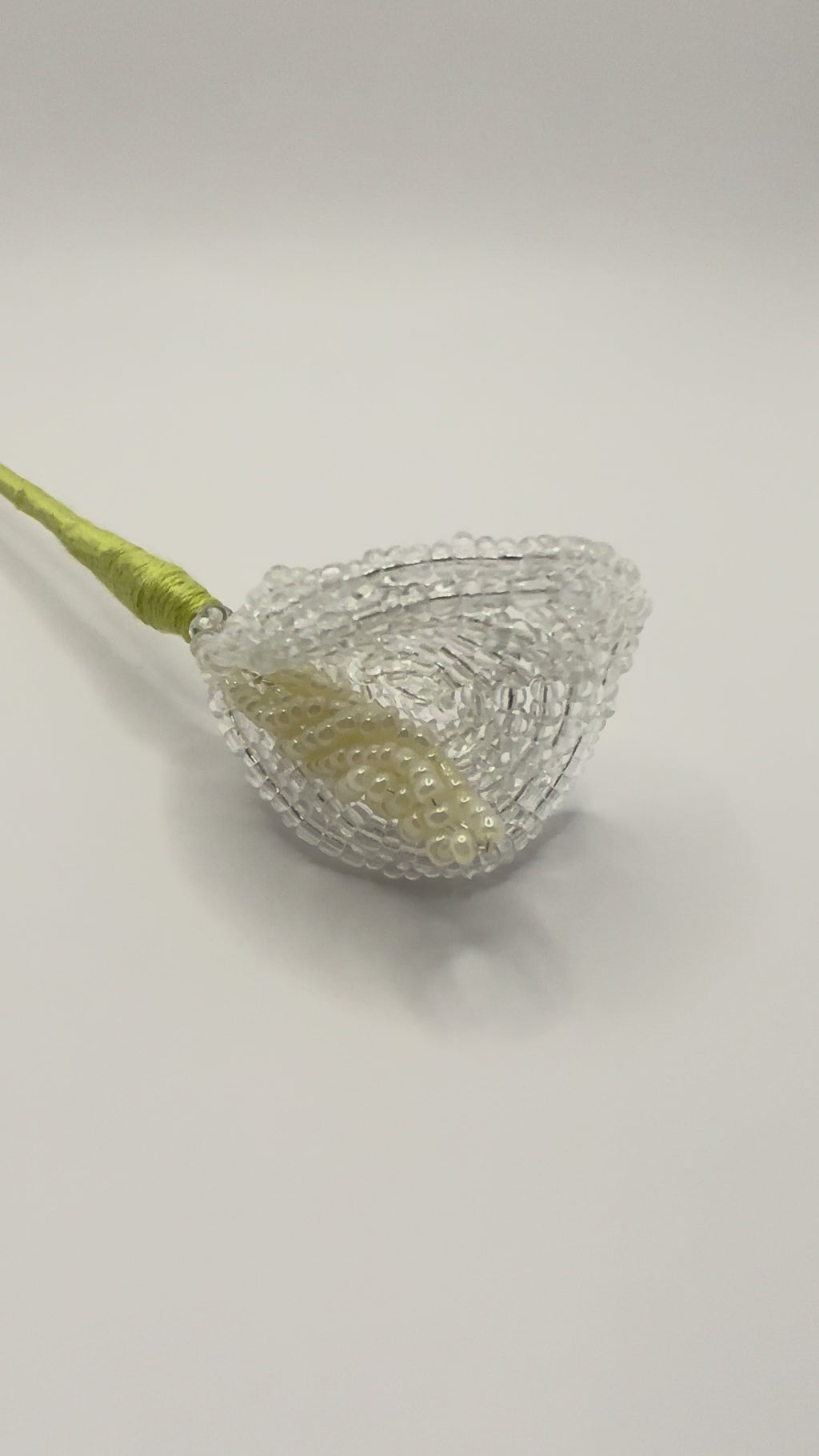 Lírio de agua o Calla trasparente