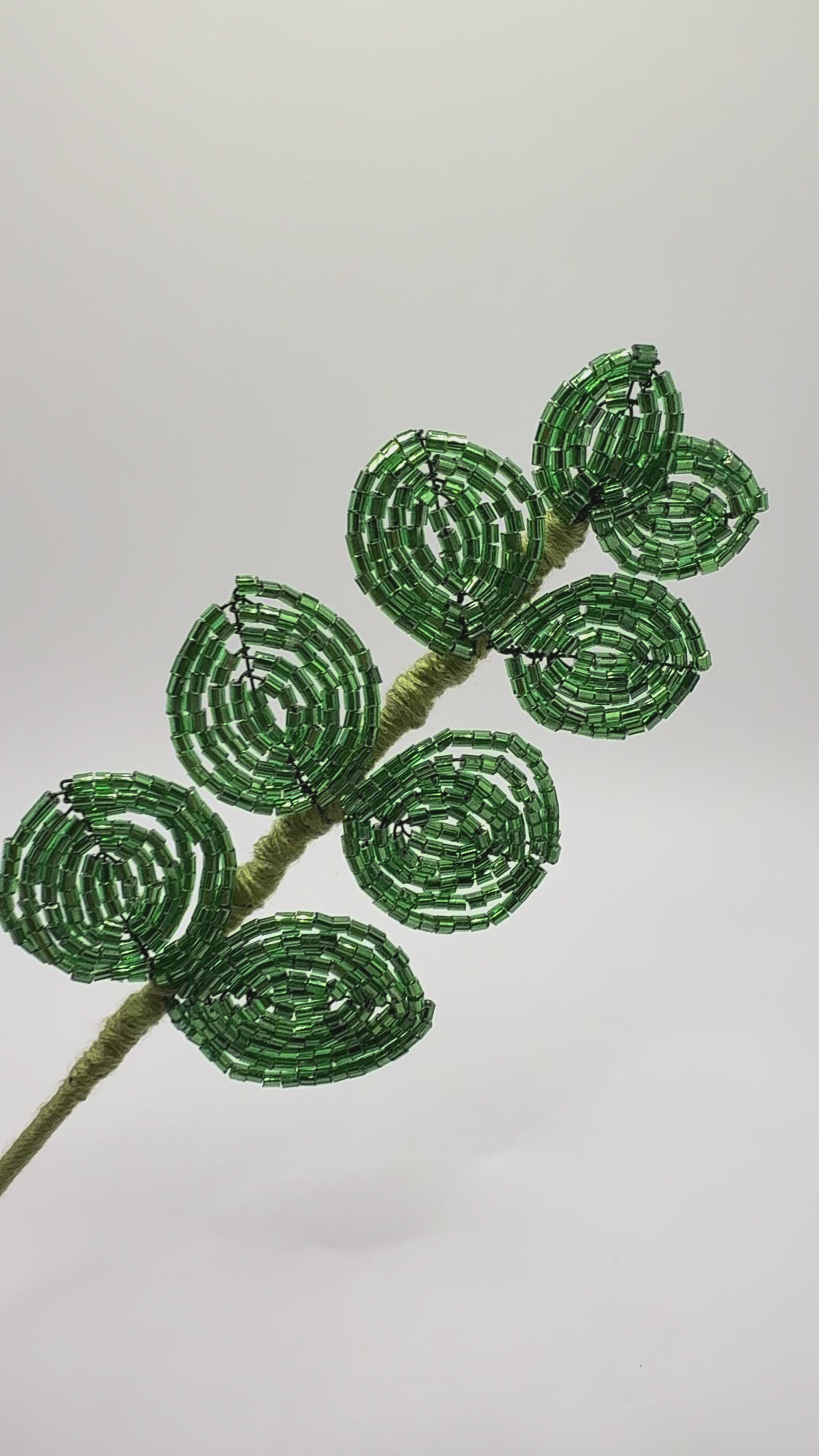Eucaliptus verde