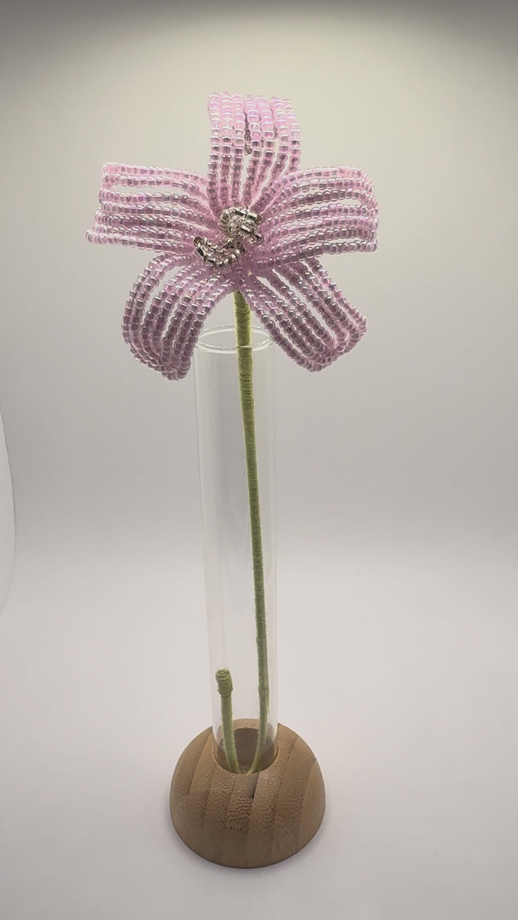 Estrella de primavera